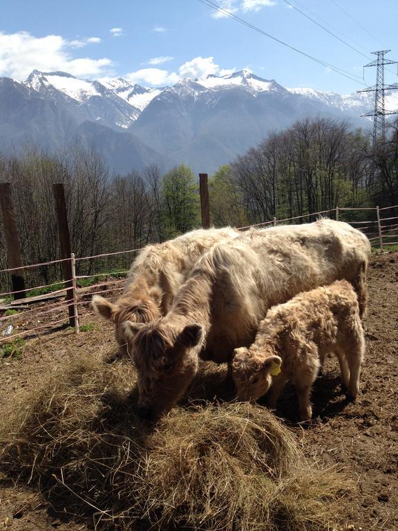 Agriturismo La Tensa Guest House Domodossola Bagian luar foto